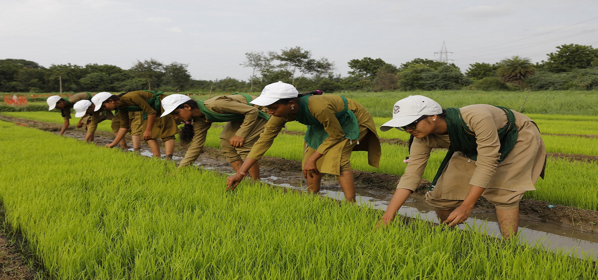 DIPLOMA IN AGRICULTURE